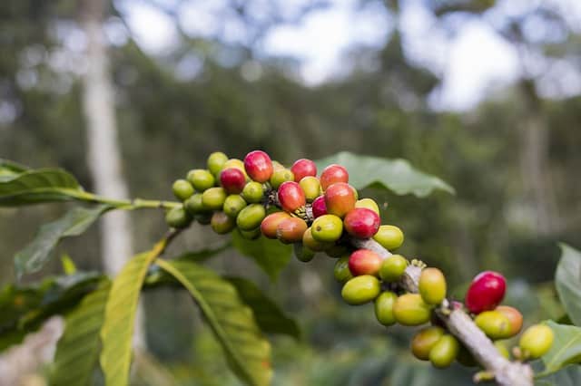 What Is Red Coffee? (Solved & Explained!) - [2025]